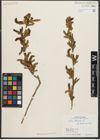 Foto von Salix triandra L.